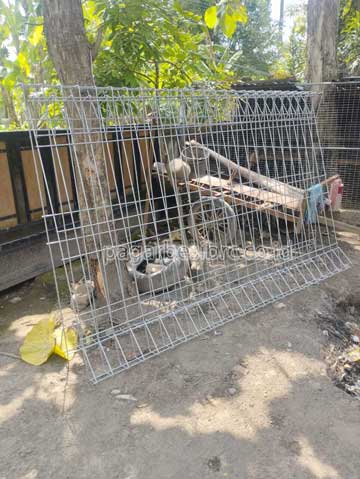 Pengiriman Pagar Besi BRC Klaten Jawa Tengah